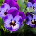 pansy-flowers-plant-nature-57394