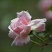 rose-floral-plant-natural-66322