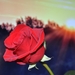 rose-red-flower-37643