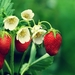 strawberry-tree_605546673