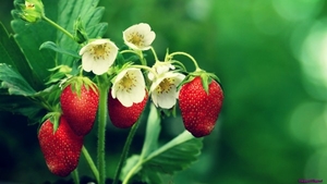 strawberry-tree_605546673