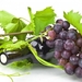wine-and-grapes_709914770