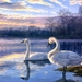 painting-swan-lake_1789095963