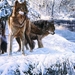 three-painted-wolves-snow_660633353