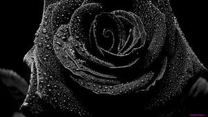black-rose_2028348391