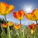 blooming-tulips_1058846814