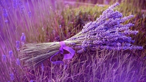 bunch-lavender_1640303695