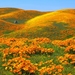 california-poppies_2039554739