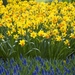 daffodils_1526947738