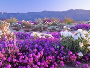 desert-flowers_1495433584