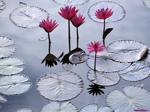 lotus-flowers_1799974055