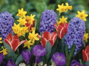narcissus-hyacinthus-tulips-and-crocus_1208577930