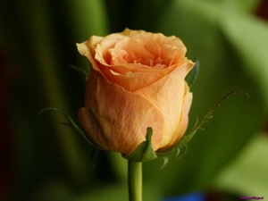 orange-rose_517232551