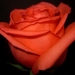 orange-rose-in-the-dark_1451405258