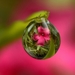 pink-dew-flower_1340091902