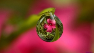 pink-dew-flower_1340091902