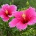 pink-hibiscus-hawaii_673070695