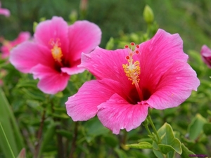 pink-hibiscus-hawaii_673070695