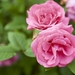 pink-roses_1220956645
