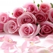 pink-roses-2_1991081049