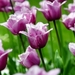 purle-tulip_1731917510
