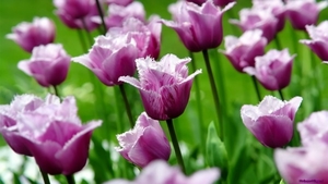 purle-tulip_1731917510