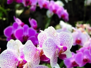 orchid-80-28
