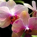 flowers-pictures-orchid-564-30
