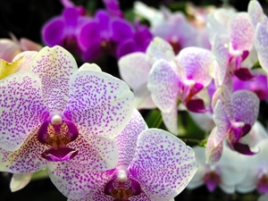flowers-pictures-orchid-564-28