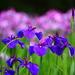 iris-flower-658-2
