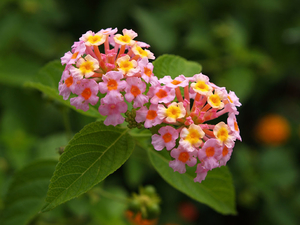 lantana-427-2