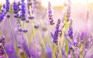 lavender-pictures-953-2