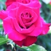 rose-534-6