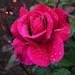 rose-534-10