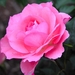 rose-534-18