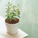 bonsai-plants-photography-492-10