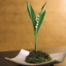bonsai-plants-photography-492-20