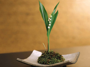 bonsai-plants-photography-492-20