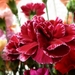 carnations-flower-542-2