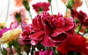 carnations-flower-542-2