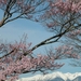 cherry-blossoms-597-2