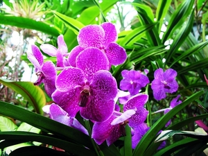 flowers-pictures-orchid-564-2