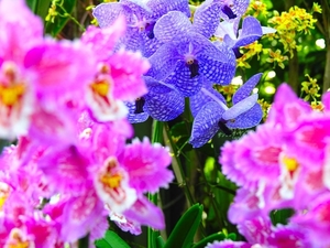 flowers-pictures-orchid-564-6