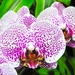 flowers-pictures-orchid-564-8
