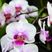 flowers-pictures-orchid-564-10