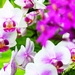 flowers-pictures-orchid-564-12