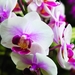 flowers-pictures-orchid-564-14