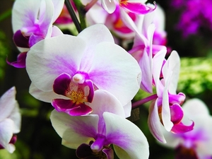 flowers-pictures-orchid-564-14