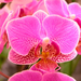 flowers-pictures-orchid-564-20