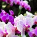 flowers-pictures-orchid-564-22